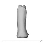 NH MER34 856 Gorilla gorilla gorilla hand phalanx second proximal left dorsal