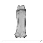 NH MER34 856 Gorilla gorilla gorilla hand phalanx second proximal left palmar