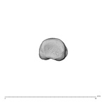 NH MER34 856 Gorilla gorilla gorilla hand phalanx second proximal left proximal