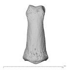 NH MER34 856 Gorilla gorilla gorilla hand phalanx third middle left dorsal