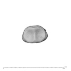 NH MER34 856 Gorilla gorilla gorilla hand phalanx third middle left proximal