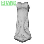 NH MER34 856 Gorilla gorilla gorilla hand phalanx third middle left ply