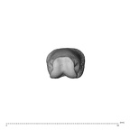 NH MER34 856 Gorilla gorilla gorilla hand phalanx third proximal left distal
