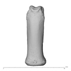 NH MER34 856 Gorilla gorilla gorilla hand phalanx third proximal left dorsal