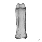 NH MER34 856 Gorilla gorilla gorilla hand phalanx third proximal left palmar