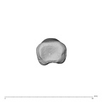 NH MER34 856 Gorilla gorilla gorilla hand phalanx third proximal left proximal