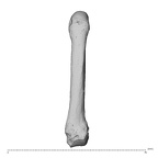 NH MER34 856 Gorilla gorilla gorilla metacarpal fifth left dorsal