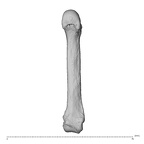 NH MER34 856 Gorilla gorilla gorilla metacarpal fifth left palmar