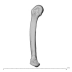 NH MER34 856 Gorilla gorilla gorilla metacarpal fifth left radial