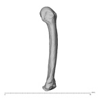 NH MER34 856 Gorilla gorilla gorilla metacarpal fifth left ulnar