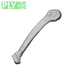 NH MER34 856 Gorilla gorilla gorilla metacarpal fifth left ply