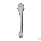 NH MER34 856 Gorilla gorilla gorilla metacarpal fourth left dorsal