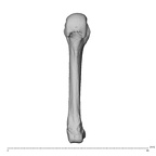 NH MER34 856 Gorilla gorilla gorilla metacarpal fourth left palmar