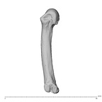 NH MER34 856 Gorilla gorilla gorilla metacarpal fourth left radial