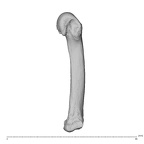NH MER34 856 Gorilla gorilla gorilla metacarpal fourth left ulnar