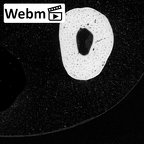 NH MER34 856 Gorilla gorilla gorilla metacarpal fourth left ct stack movie
