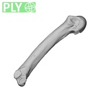 NH MER34 856 Gorilla gorilla gorilla metacarpal fourth left ply