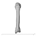 NH MER34 856 Gorilla gorilla gorilla metacarpal second left dorsal