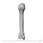 NH MER34 856 Gorilla gorilla gorilla metacarpal second left palmar