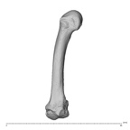 NH MER34 856 Gorilla gorilla gorilla metacarpal second left radial