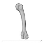 NH MER34 856 Gorilla gorilla gorilla metacarpal second left ulnar