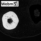 NH MER34 856 Gorilla gorilla gorilla metacarpal second left ct stack movie