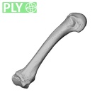 NH MER34 856 Gorilla gorilla gorilla metacarpal second left ply