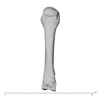 NH MER34 856 Gorilla gorilla gorilla metacarpal third left dorsal