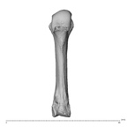 NH MER34 856 Gorilla gorilla gorilla metacarpal third left palmar