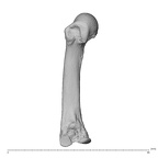 NH MER34 856 Gorilla gorilla gorilla metacarpal third left radial