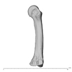 NH MER34 856 Gorilla gorilla gorilla metacarpal third left ulnar