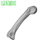 NH MER34 856 Gorilla gorilla gorilla metacarpal third left ply