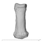 NH MER34 879 Gorilla gorilla gorilla hand phalanx fifth middle left dorsal
