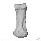 NH MER34 879 Gorilla gorilla gorilla hand phalanx fifth middle left palmar