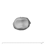 NH MER34 879 Gorilla gorilla gorilla hand phalanx fifth middle left proximal