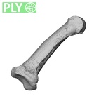NH MER34 879 Gorilla gorilla gorilla hand phalanx fifth middle left ply