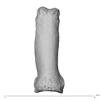 NH MER34 879 Gorilla gorilla gorilla hand phalanx fifth proximal left dorsal