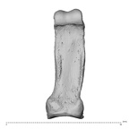 NH MER34 879 Gorilla gorilla gorilla hand phalanx fifth proximal left palmar