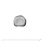 NH MER34 879 Gorilla gorilla gorilla hand phalanx fifth proximal left proximal