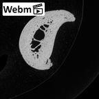 NH MER34 879 Gorilla gorilla gorilla hand phalanx fifth proximal left ct stack movie