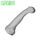 NH MER34 879 Gorilla gorilla gorilla hand phalanx fifth proximal left ply