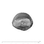 NH MER34 879 Gorilla gorilla gorilla hand phalanx first proximal left distal