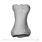 NH MER34 879 Gorilla gorilla gorilla hand phalanx first proximal left dorsal