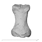 NH MER34 879 Gorilla gorilla gorilla hand phalanx first proximal left palmar
