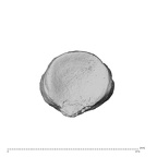NH MER34 879 Gorilla gorilla gorilla hand phalanx first proximal left proximal