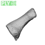 NH MER34 879 Gorilla gorilla gorilla hand phalanx first proximal left ply