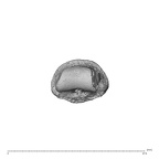 NH MER34 879 Gorilla gorilla gorilla hand phalanx fourth middle left distal