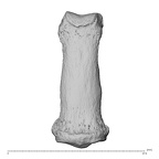 NH MER34 879 Gorilla gorilla gorilla hand phalanx fourth middle left dorsal
