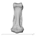 NH MER34 879 Gorilla gorilla gorilla hand phalanx fourth middle left palmar