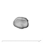 NH MER34 879 Gorilla gorilla gorilla hand phalanx fourth middle left proximal